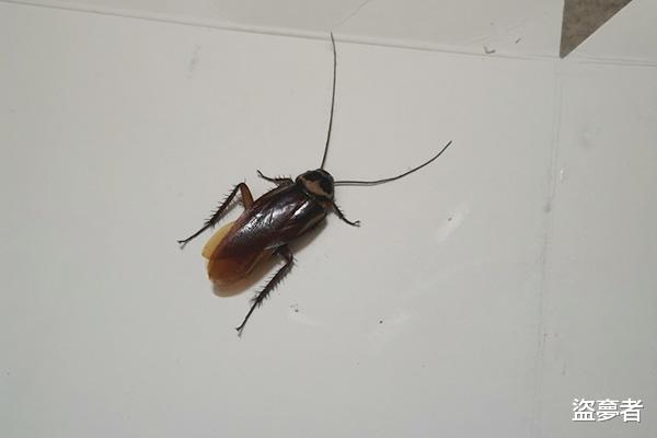 夏季蟑螂活动猖獗,怎样才能消灭它们?