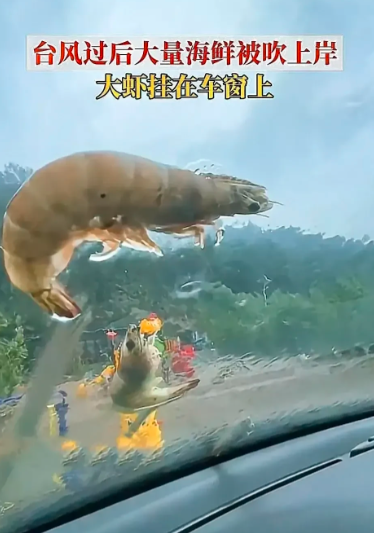 青岛市|台风过后青岛海滩上被吹来大量海鲜,大家纷纷下海,全岛过海鲜瘾