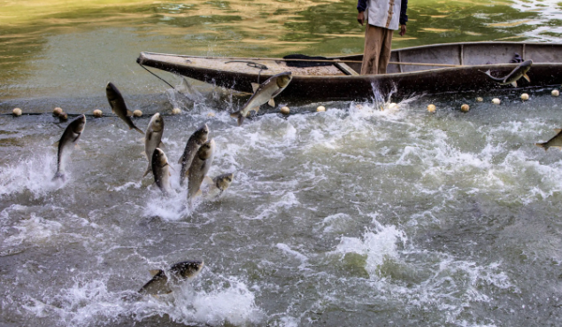 饵料|垂钓过程中要保持精神集中,掌握好钓法和饵料配置