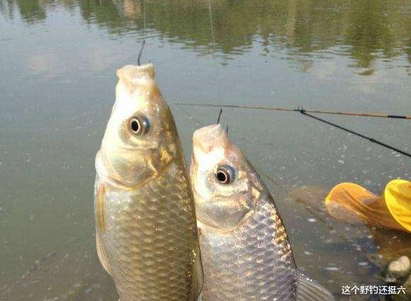 |因资源差经常空军，是否该换水域找资源？不！找好水深养窝正当时