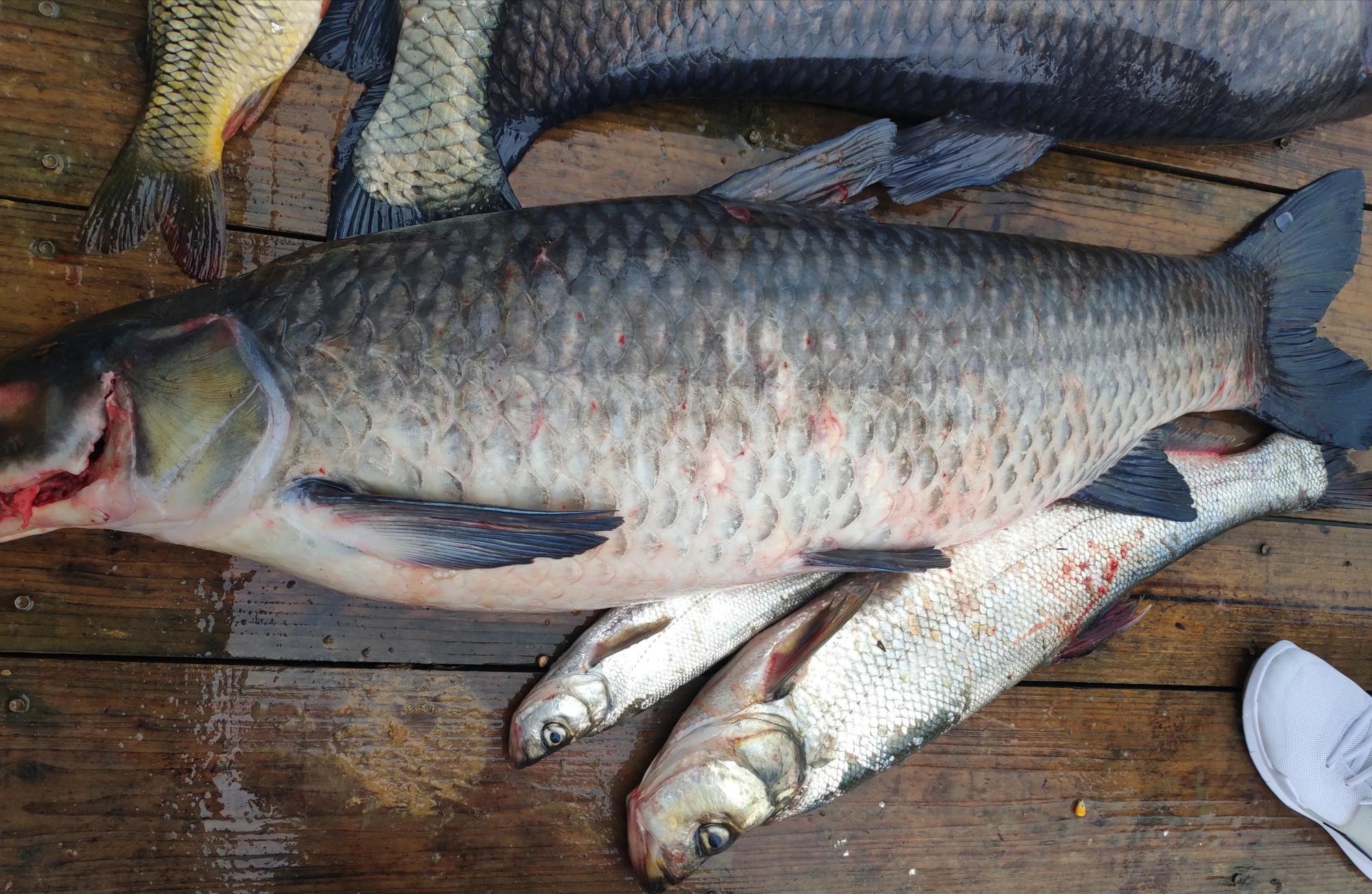 |红水河守钓10天，鱼获500多斤全带走，引网友吐槽：太贪心