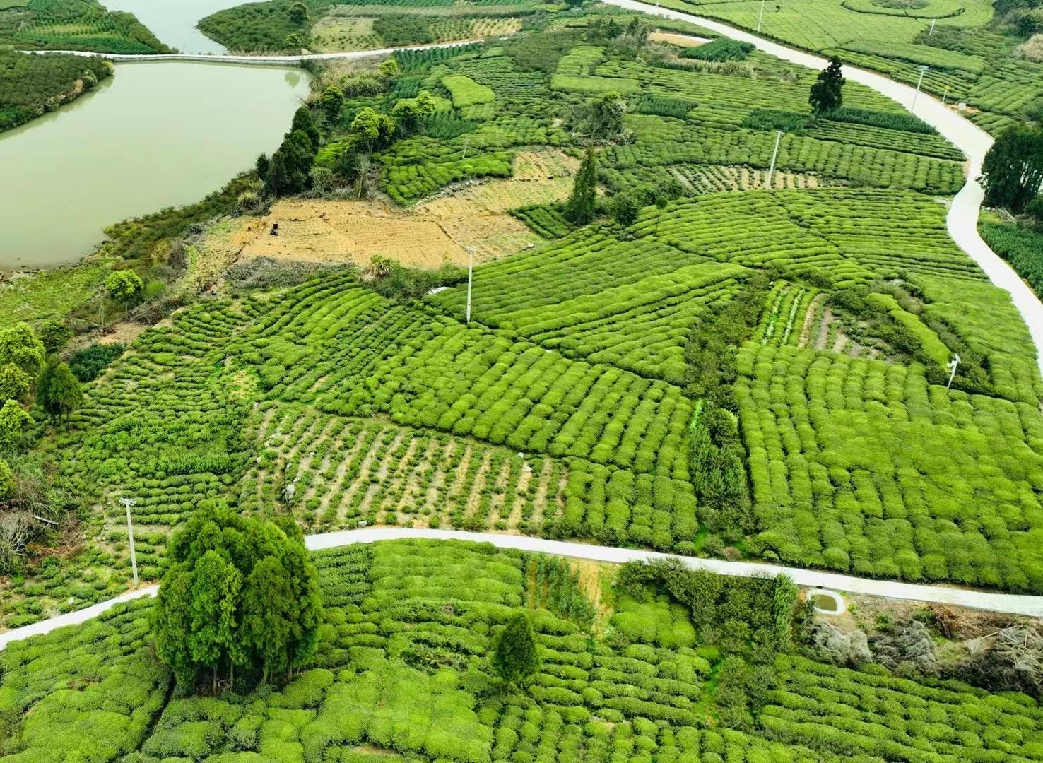 茶园|夏日去看海，相约浙江之南苍南，不可错过中国最美茶园五凤茶园