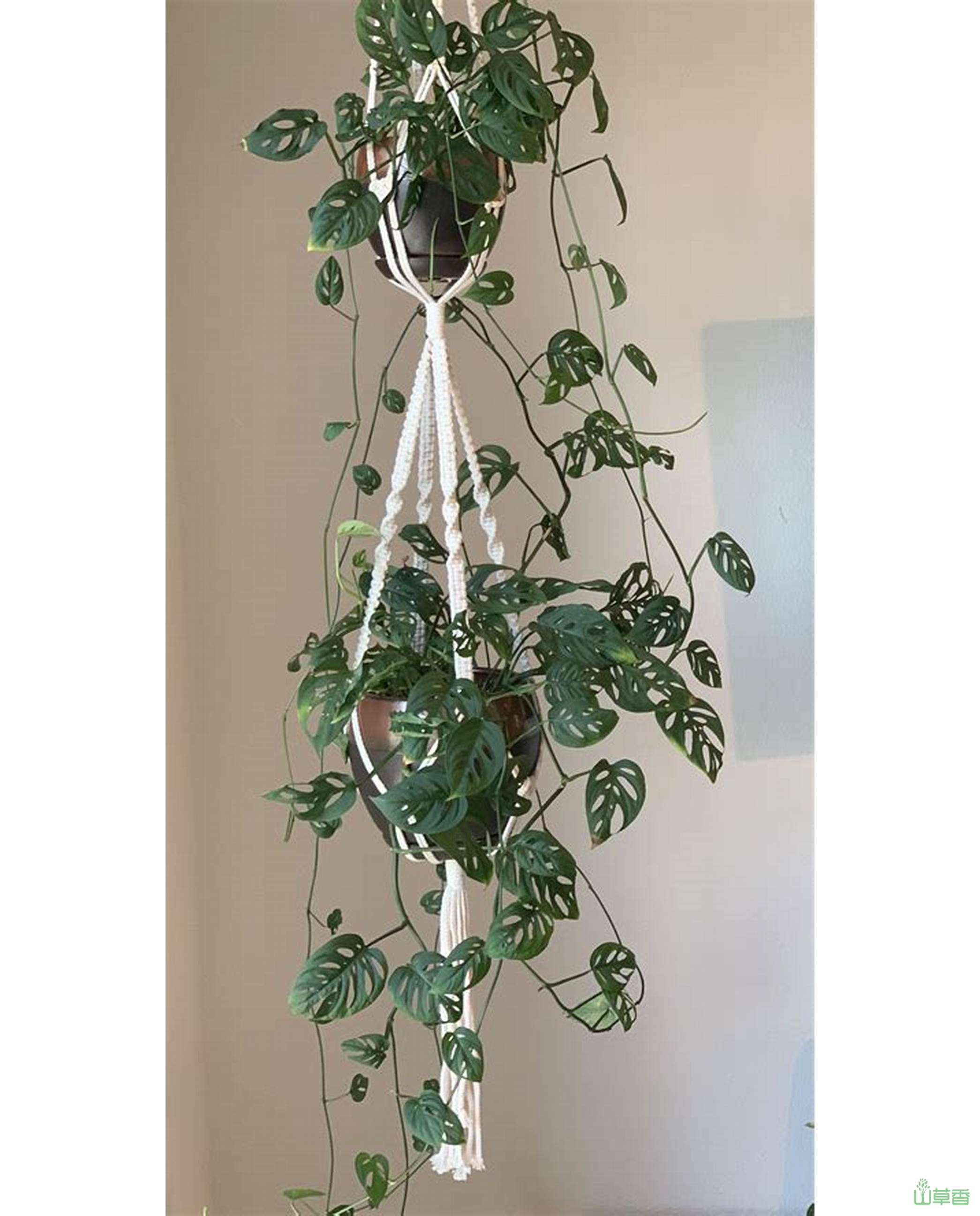 颜值超高的5种垂吊绿植,适合放置在室内,充满活泼感