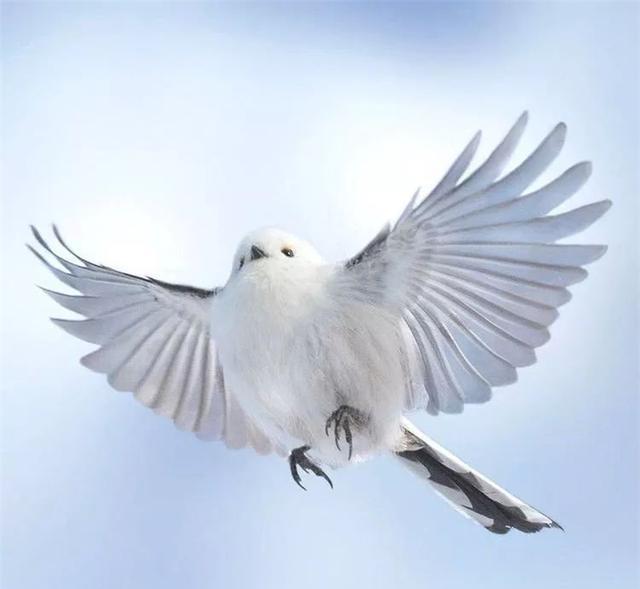 美丽|?因为太萌差点成为“国鸟”的小肥啾：美丽在可爱面前一无是处