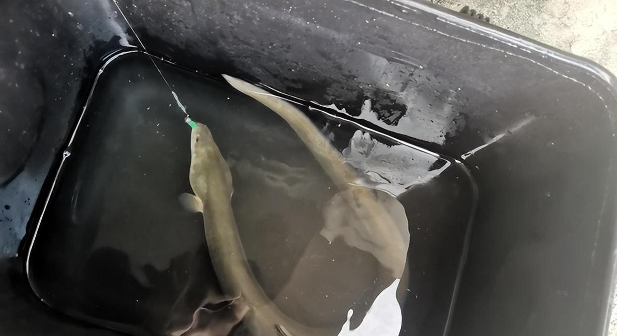 广州市|广州男子在珠江钓到江鳗,不认识把鱼送人,网友:这鱼400一斤