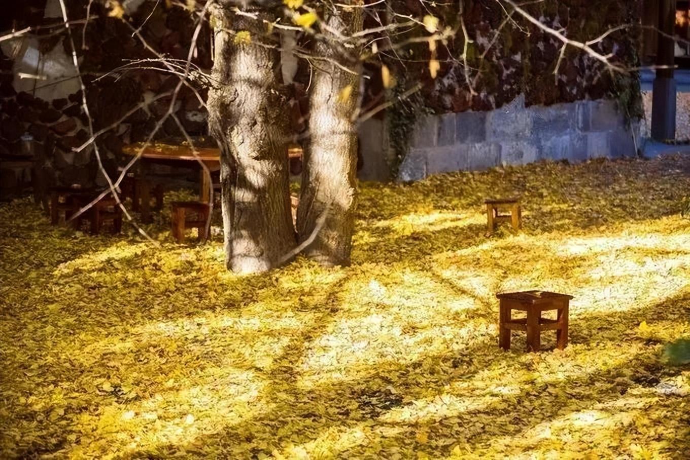 旅行社|这个秋天,你不能错过腾冲银杏村