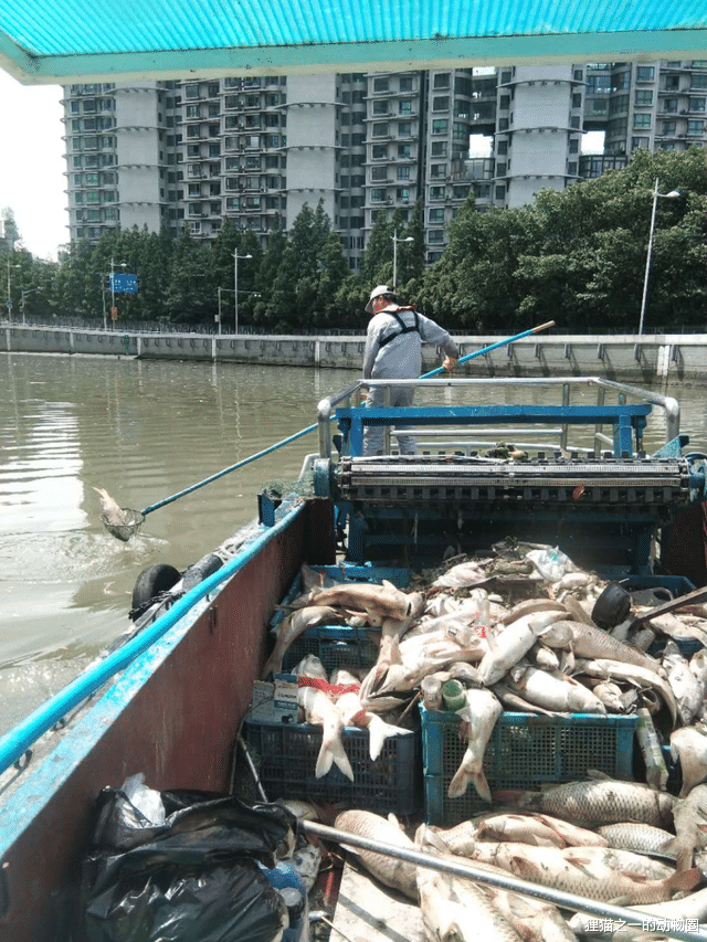 放生？杀生！苏州河频现死鱼，一天捞数吨，不科学放生危害多大？