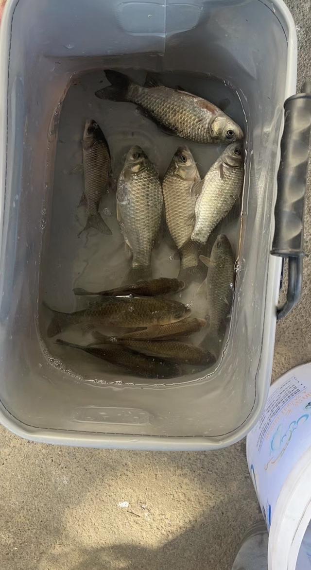 饵料|新手必知:钓鱼不打窝也能有满意的渔获!