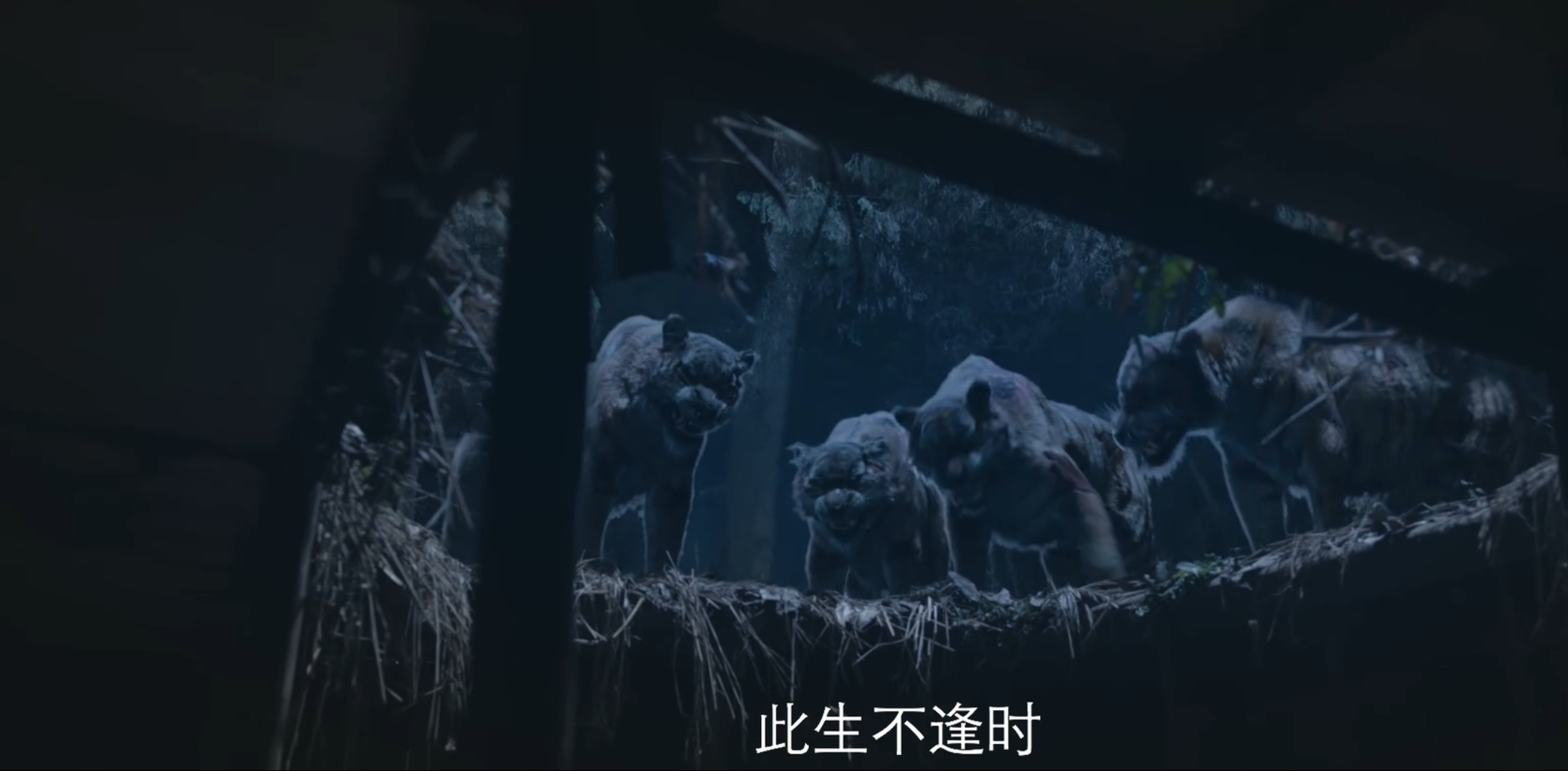 野生动物|《狂虎危城》首播，热度直逼第一，打戏拳拳到肉，38岁谢苗该火了