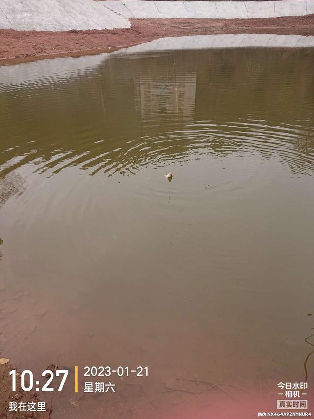 饵料|开竿鲤收竿鲫，红鲤中寻大鲫