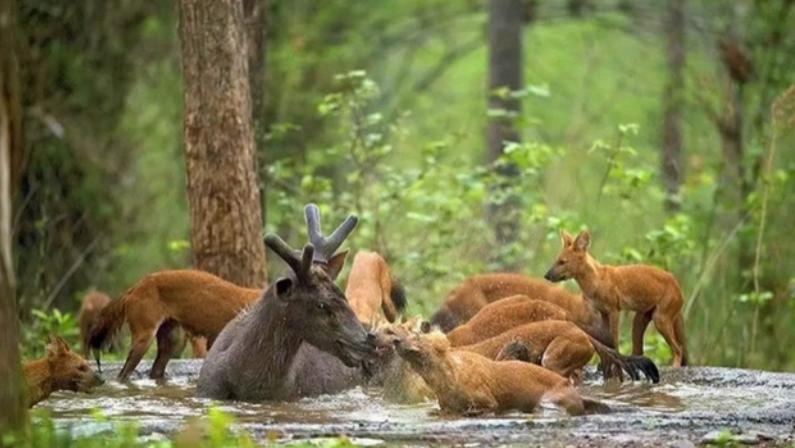 甘肃肃北出现11只马彪，扯下雪豹尾巴毛，抢夺雪豹口中猎物