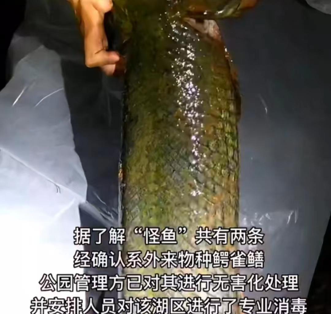 湖水都快抽干了,还没捉住这条“水中杀手”,背后的原因有哪些?
