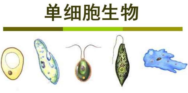 违背生命规律的生物有哪些?你听说过,跳出三界外的“太岁”吗?