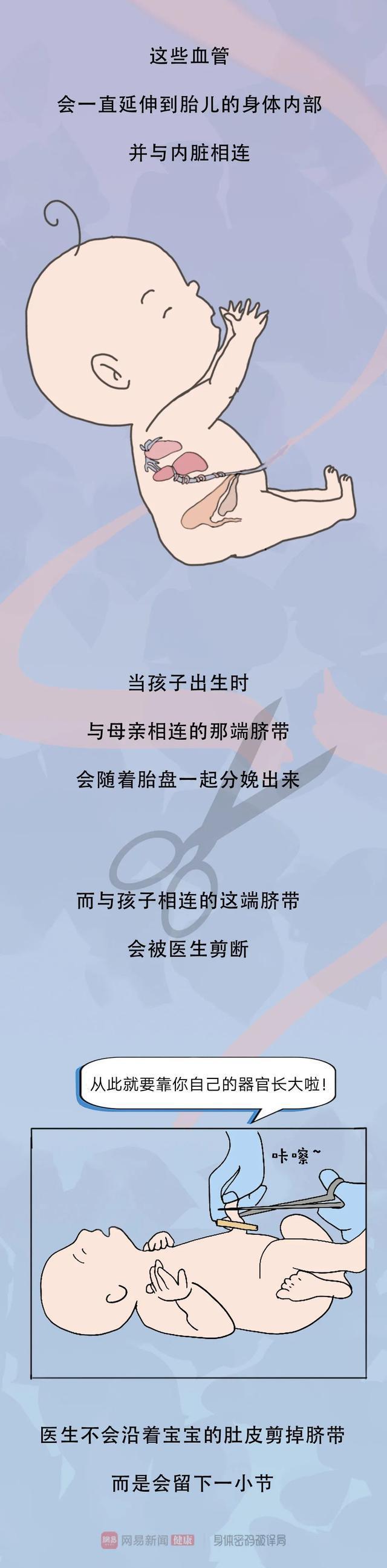 |“肚脐眼”后面,究竟连着什么部位?一组漫画揭秘,颠覆认知