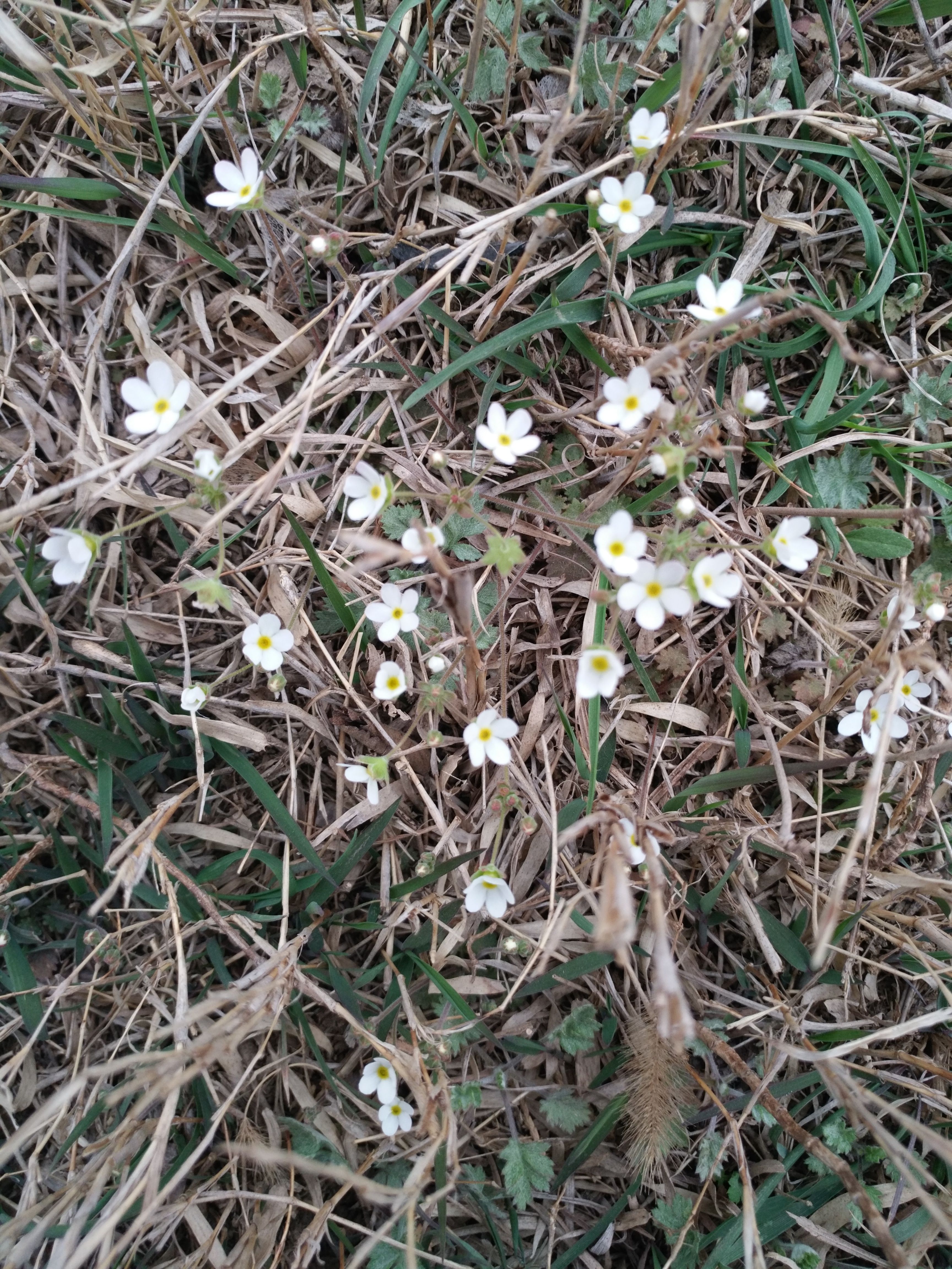 兰陵|兰陵大宗山之游，发现奇怪石牛