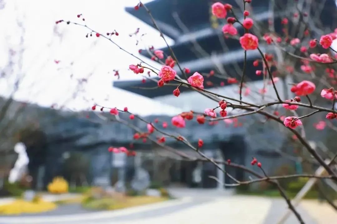 南浔|江南无所有,聊赠一枝春,在湖城邂逅“梅”好