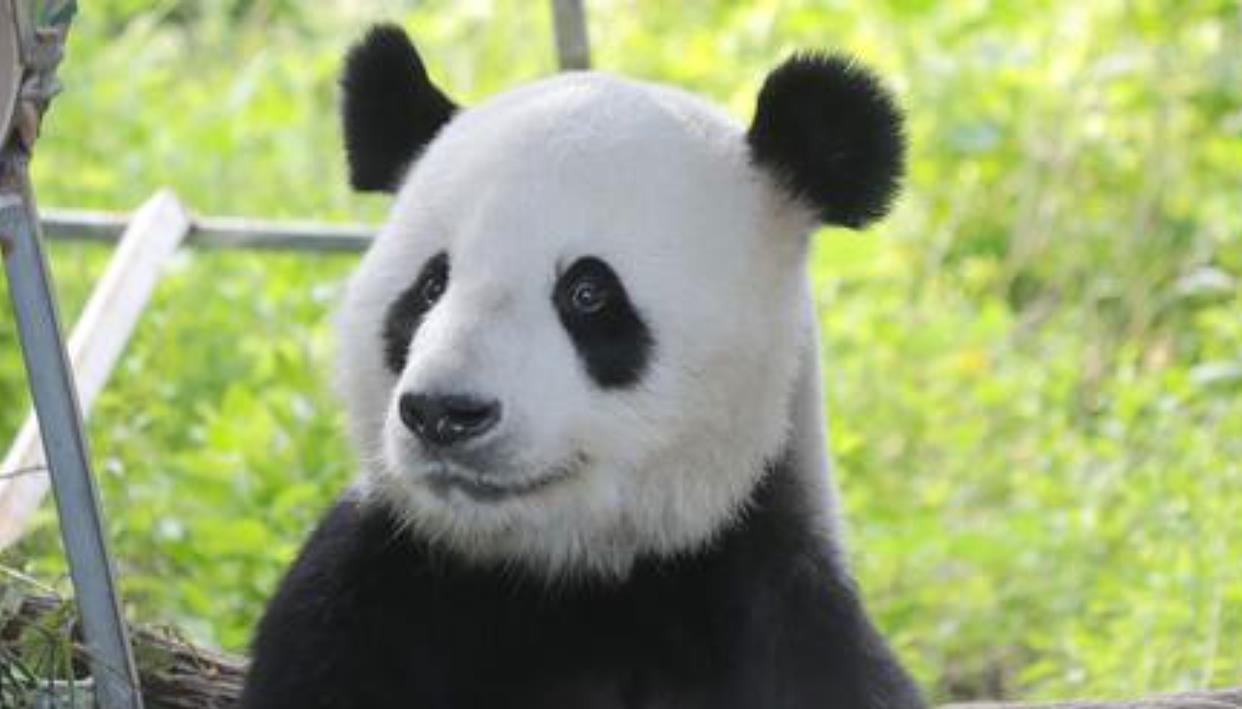 狮子和老虎,为何不吃大熊猫呢?是因为打不过吗?