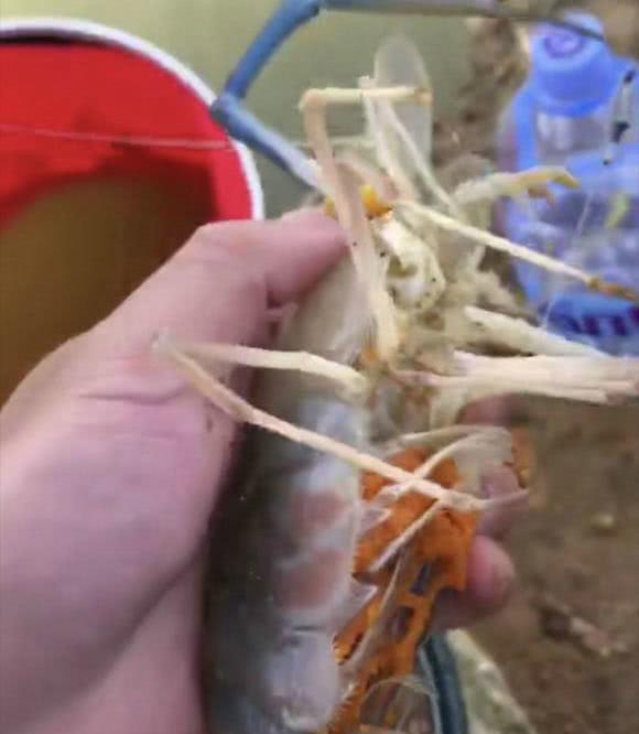 湄公河|湄公河巨虾真来了,并在浙江河道里繁殖产卵,当地人:一肚几千颗籽