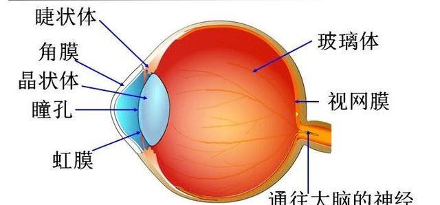 人类的眼睛占用大脑65%“内存”,高出5.76亿像素,究竟有多强大