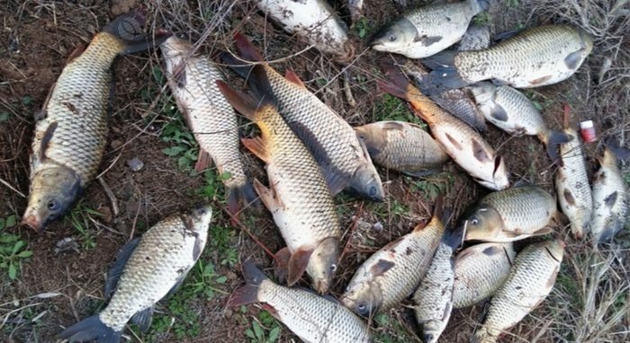 |渔乐杂谈：夏季野外钓鱼安全篇04——?钓具充分准备、渔获保鲜得当