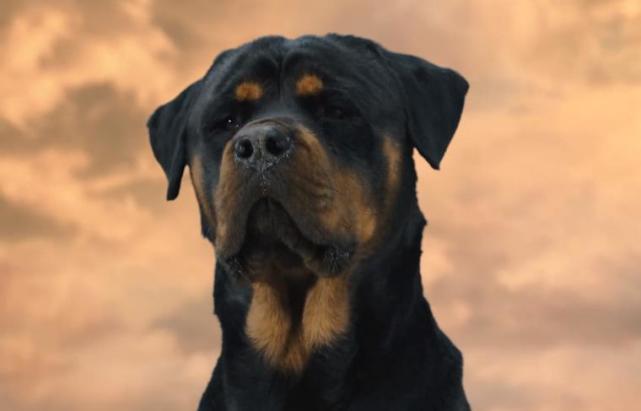 钱小豪|《哮天神犬勇闯龙宫》上映,钱小豪父子主演,剧情太过小儿科!