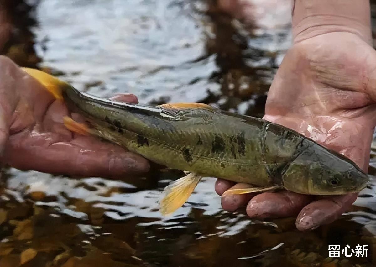 海口|我国最大咸水湖青海湖,一年出鱼5000万斤,禁渔10年最大的鱼能有多大?
