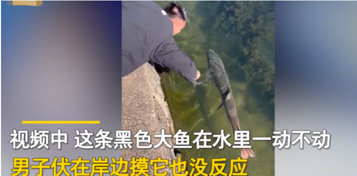 一名男子正在河边闲逛,发现河里有一条黑色大鱼,好奇地上网一查