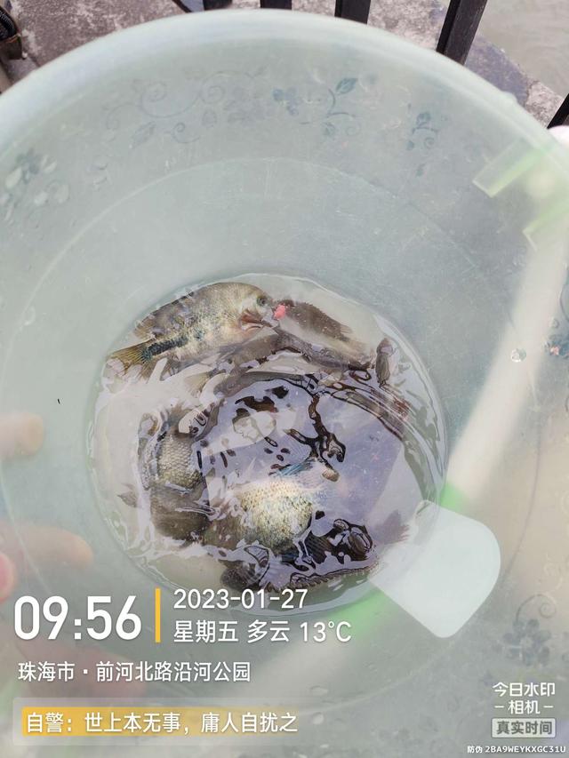 |老地方新收获!“老情人”终究禁不住念叨