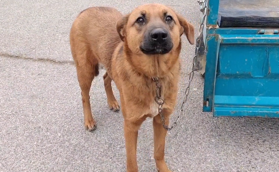 夹着尾巴的看家犬，还是620卖了狗贩子，大妈：跟他走吧，俺的狗可听话了