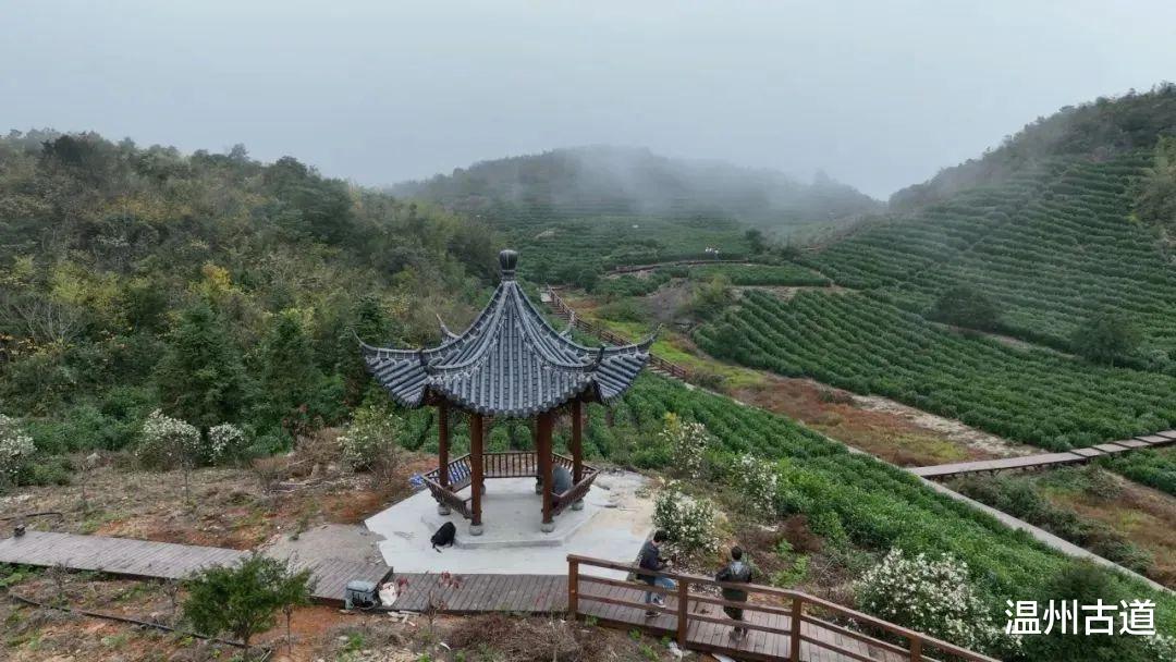 生态旅游|温州这里有绝美的星空和风景，只等你来打卡！