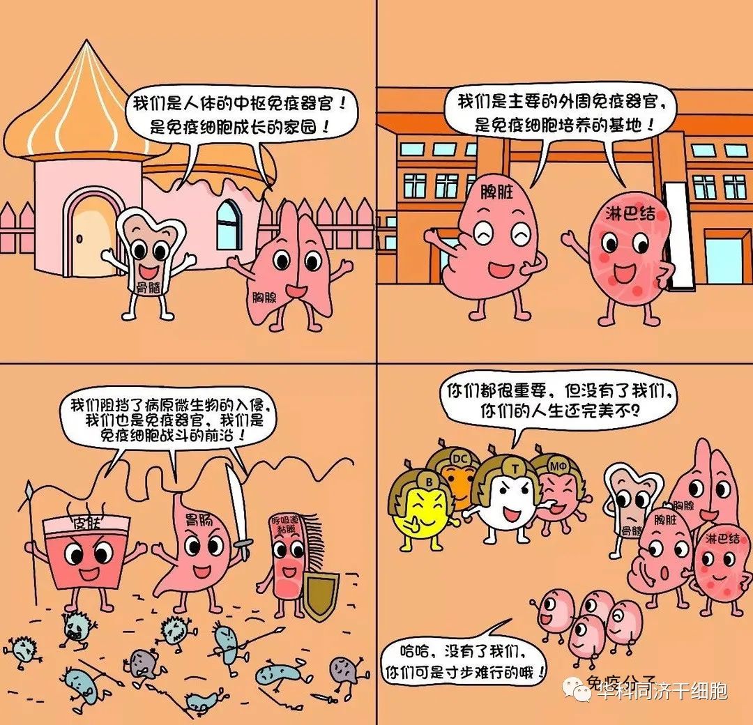 NK细胞丨免疫细胞中的佼佼者,人体免疫的广谱杀手