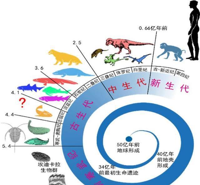 人类仍在进化,且在加速,科学家在35%的人手臂中发现了进化