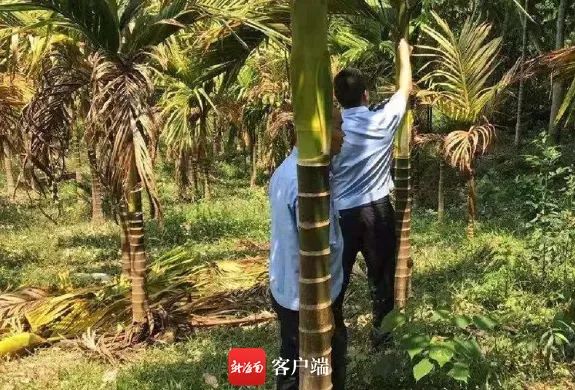惨遭打孔注射柴油,1300棵槟榔树被毁