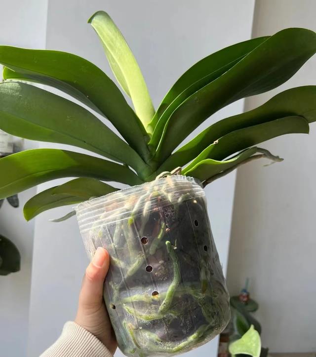 发现一江苏小姐姐,把蝴蝶兰“养好了”,网友直呼“太美了”