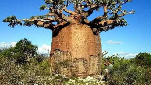 苏州|世界上蓄水量最大的树，一棵可储存4000斤以上