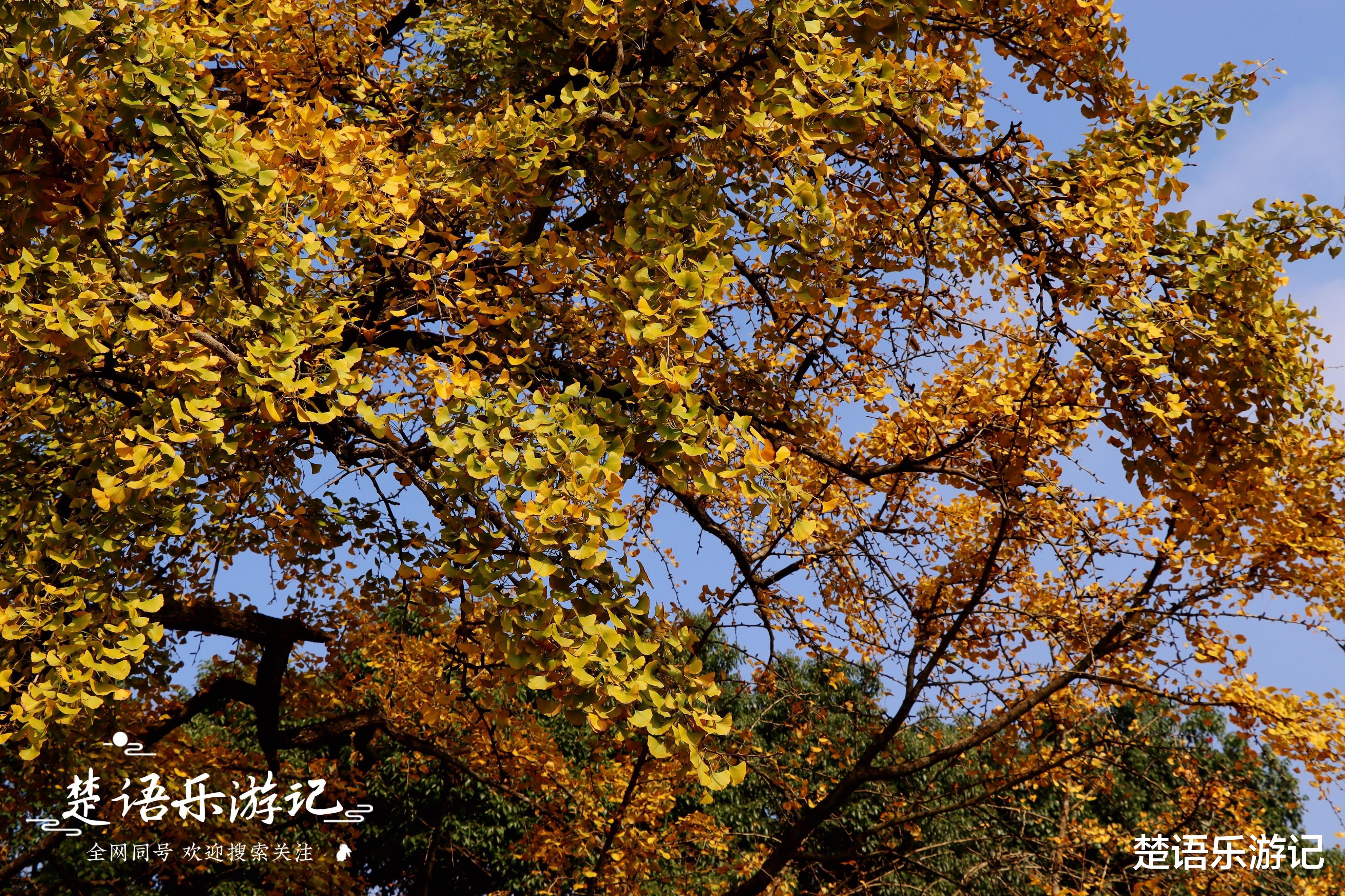 银杏树|浙江这个千年古村人去村空，然而古银杏树构成黄金世界，美如童话