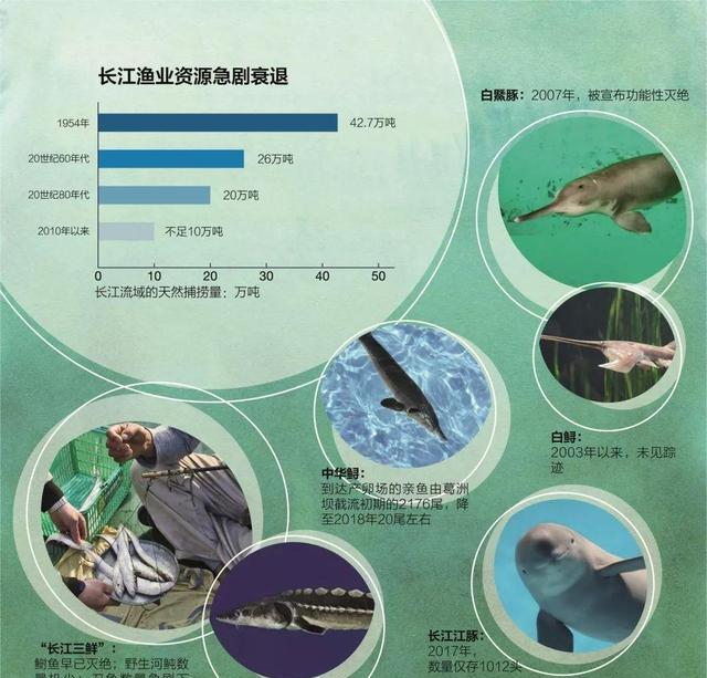 长江无鱼之困：“四大家鱼”基因受到威胁，我们该如何拯救它们？