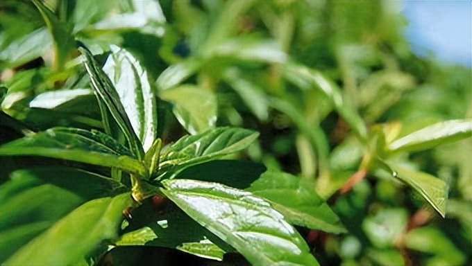 饮食|嗓子里总有痰?还吐不完?教你一招切断“生痰之源”