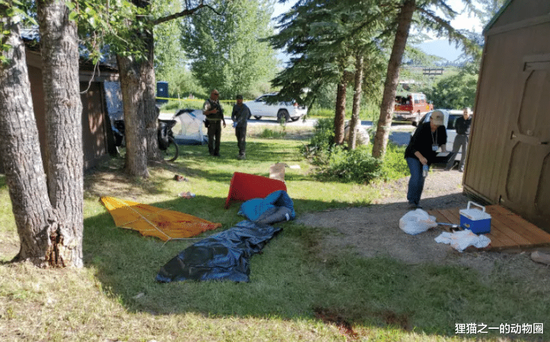 露营|美国女子在蒙大拿州露营,因果香洗发水闻起来像食物,被野熊杀害