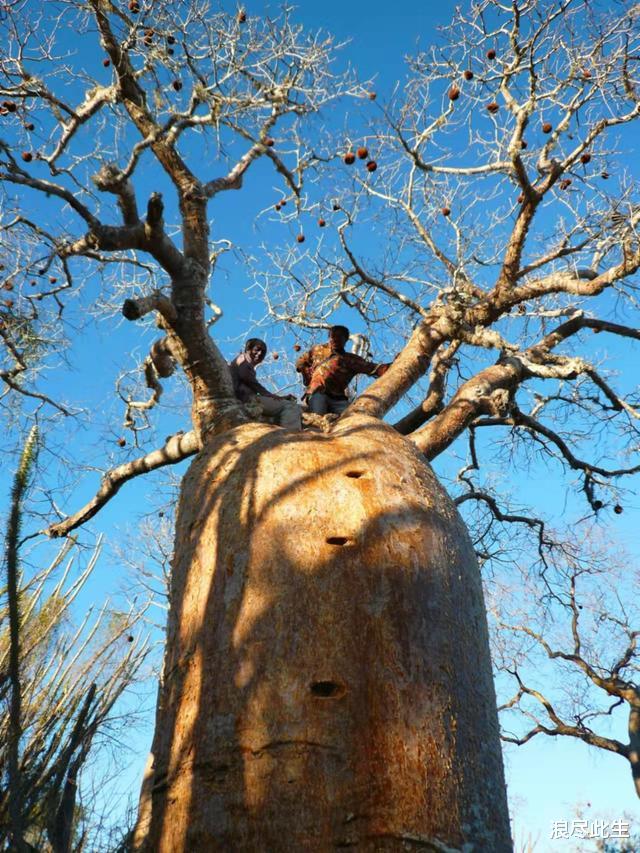 猴面包树寿命达5000年,能吃能喝能住人,为何引进中国却大变样?