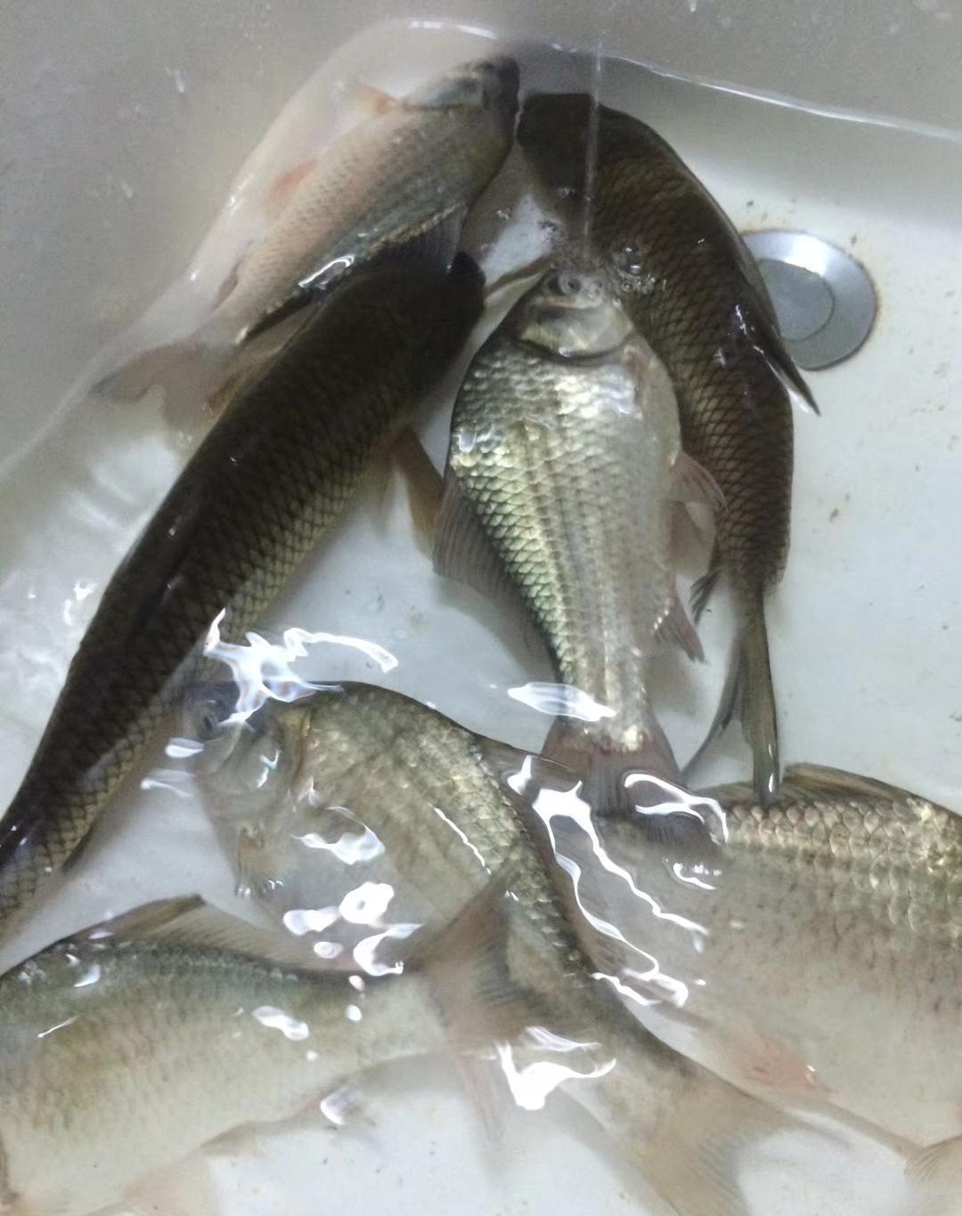 霜降|老钓鱼人发现冬天只要把握一点，霜降冰冻都可以钓鱼