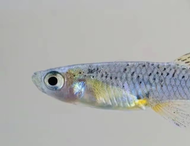 |这些价值不菲的小杂鱼你吃过吗？