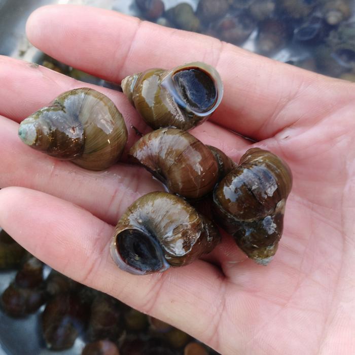 国家二级保护动物|螺蛳已被列为国家二级保护动物,我们还能用螺蛳钓鱼么