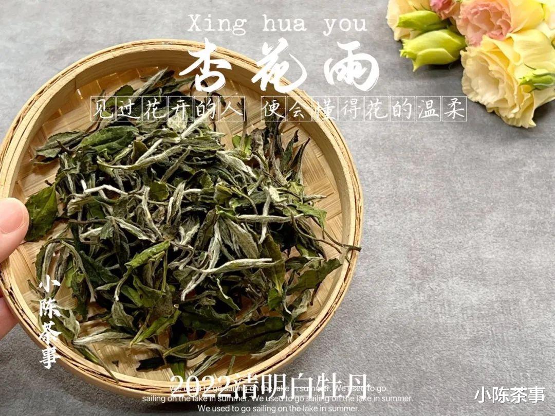 口粮茶只要挑便宜的，价格越低越划算？难怪你一直喝不懂白茶