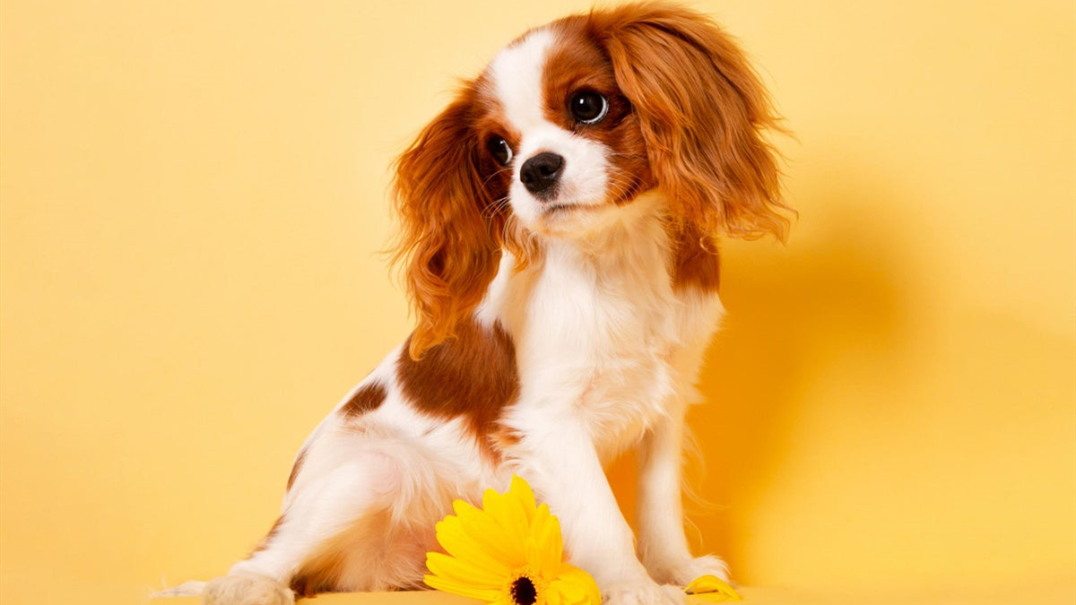 运势|未来两周,紫气东来,综合运势好,万事顺遂,出人头地的三个生肖