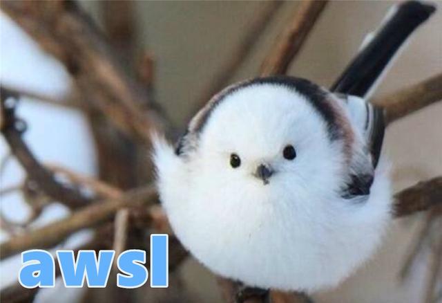 美丽|?因为太萌差点成为“国鸟”的小肥啾：美丽在可爱面前一无是处