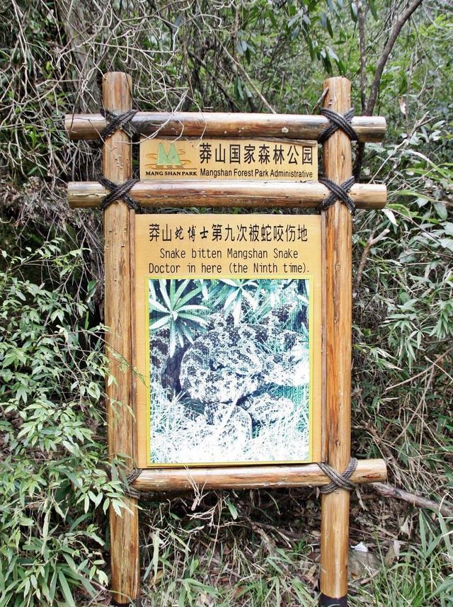 我国毒蛇小青龙,为何总被国外“惦记”,为何一条价值上百万?