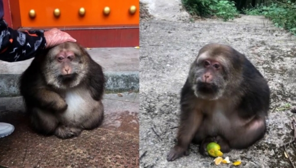 羊祜殿猴子“星星”走红,数十年猴生风云变化