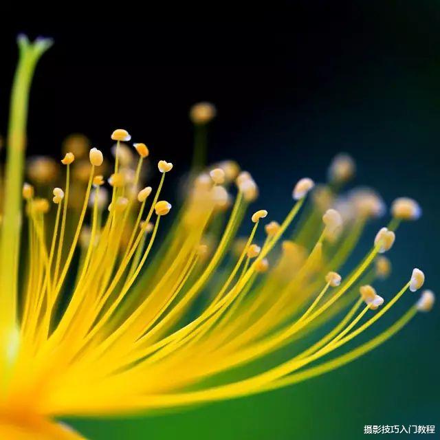 摄影技巧:春天拍花拍腻了?利用微距拍花蕊,比花还好看