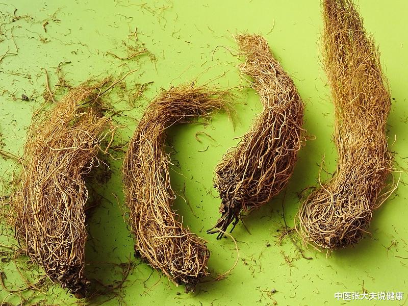 桂枝|2023医考「中医」:跟张大夫用全新的思维方式学习中药